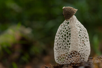 Mushrooms From Borneo Forest