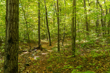 Fototapeta na wymiar Forest Hiking Trail in Early Fall