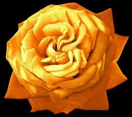Yellow   rose flower  on black  isolated background with clipping path. Closeup. For design. Nature.