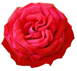 Red  rose flower  on white  isolated background with clipping path. Closeup. For design. Nature.
