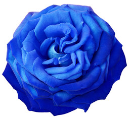 Obraz premium Blue rose flower on white isolated background with clipping path. Closeup. For design. Nature.