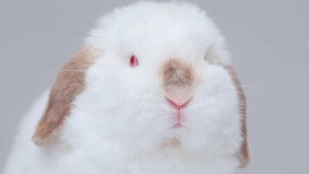 4k, portrait of a white albino rabbit with red eyes on a white background, close up