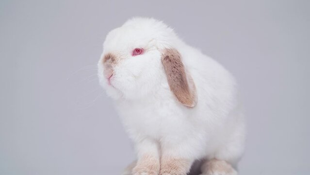 4k, portrait of a white albino rabbit with red eyes on a white background