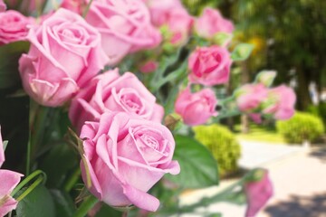 Beautiful fresh aroma roses in full bloom. Gorgeous botanical garden.