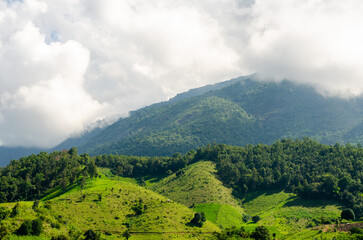 Fototapeta premium Green trees and meadow on hill with rain fog