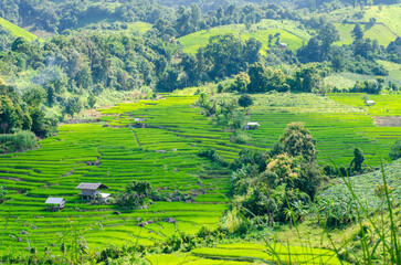 Green rice terraces in the midst of the natural forest