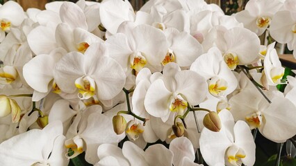 White Phalaenopsis Orchid Flowers with lush petals