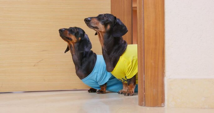Two dogs in bright festive T-shirts run out ajar door, welcome guests at entrance. Watchman dachshunds carefully watch those entering house. Dogs at entrance face control check, hospitably meet
