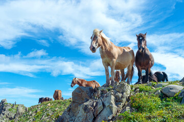 【青森県下北半島尻屋崎】尻屋崎と寒立馬のいる風景