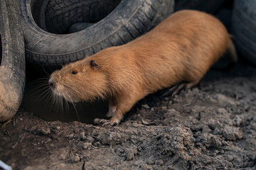 Surprising close up face to face meeting with coypu Myocastor coypus living in junk heap with wasted tires far from river. Wildlife secundary habitat scene	