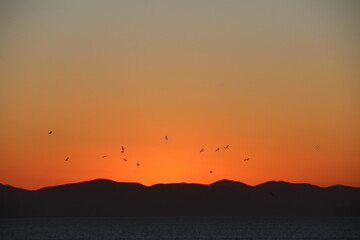 Seagulls at sunset