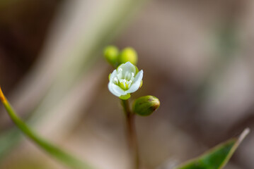 モウセンゴケの花