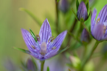 ムラサキセンブリ