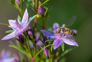 ムラサキセンブリとハナアブ