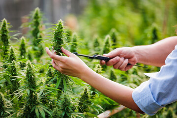 Close up on hand of scientists and farmer researching and checking cannabis plant together in Cannabis farm. Cannabis cultivation and Hemp oil research concept. Medical marijuana plantation.