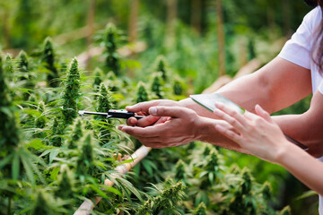 Close up on hand of scientists and farmer researching together and using tablet to collect data in Cannabis farm. Cannabis Cultivation and Hemp Oil Research concept. Medical marijuana plantation.