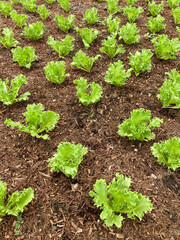 Green oak lettuce is planted in an outdoor greenhouse. Agricultural concepts for healthy food. organic vegetables