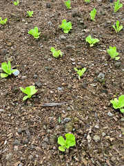 Green oak lettuce is planted in an outdoor greenhouse. Agricultural concepts for healthy food. organic vegetables