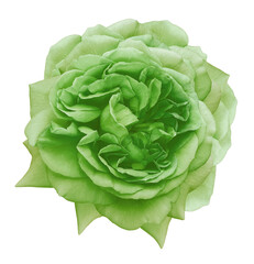 Obraz premium Green rose flower isolated on white background with clipping path. Closeup. For design. Nature.