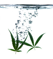 Fototapeta na wymiar Cannabis leaf, marijuana leaf in water on white