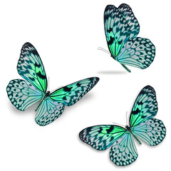 three colorful butterfly isolated on white background.