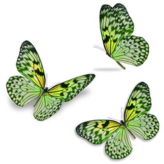 three colorful butterfly isolated on white background.