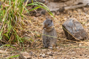 Uinta Ground Squirrel eating grass, Yellowstone National Park