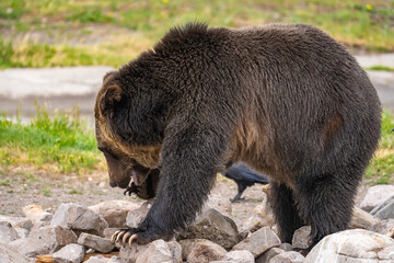 Fototapeta premium Grizzly bear looking for food under rocks at the Grizzly Wolf Discovery Centre, Yellowstone National Park.