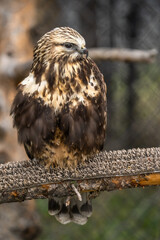 Close-up of Rough Legged Hawk, Grizzly  Wolf Discovery Centre, Yellowstone National Park.