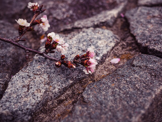 Tree branch
