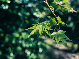 green leaves of a tree