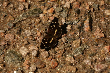 Butterfly don't be shy