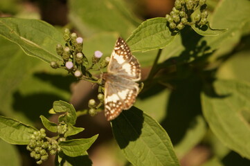 Butterfly don't be shy