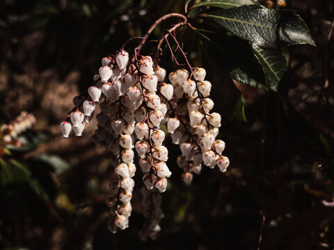 Andromedas Fetterbush