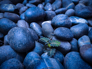 blue rock and plant