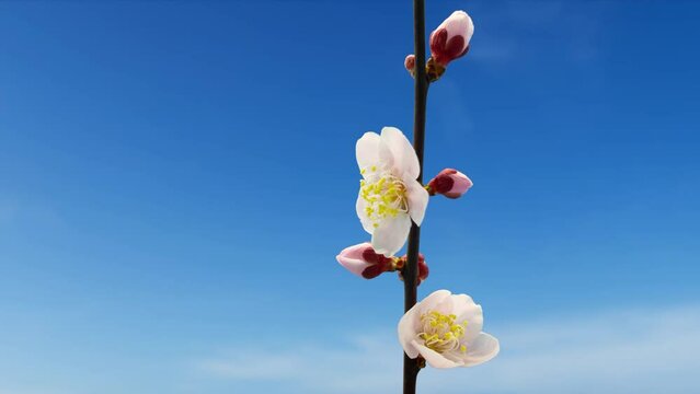 beautiful flower blooming in spring time lapse