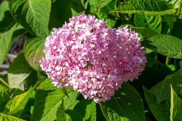 Full frame abstract texture background of large pink hydrangea flower blossoms (hortensia) blooming in a sunny butterfly garden