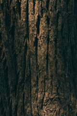 Obraz premium dark bark texture