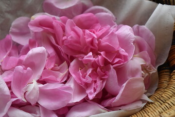 Rose petals in a basket. Freshly picked damask rose petals.