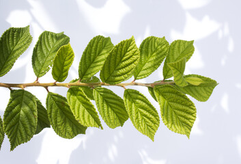 cherry tree leaves on a white background.