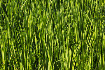 Fototapeta na wymiar close up summer Green rice field.