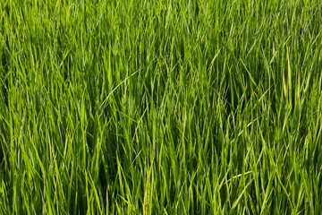Obraz premium close up summer Green rice field.