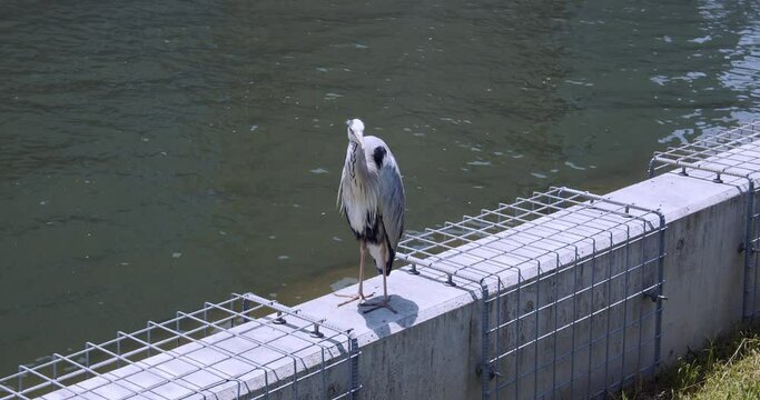 The closeup Ardeidae in Tosaborigawa River in the city of Osaka. The bird in footage is preening itself