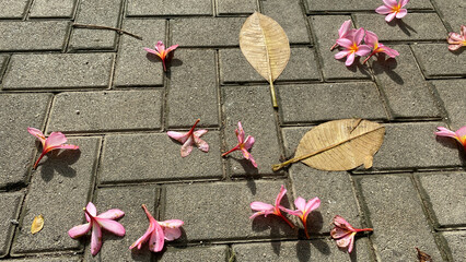 Pink Adenium obesum and dry leaf