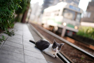 ねこと電車
