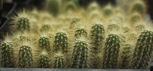 Montones de cactus Backberbergia