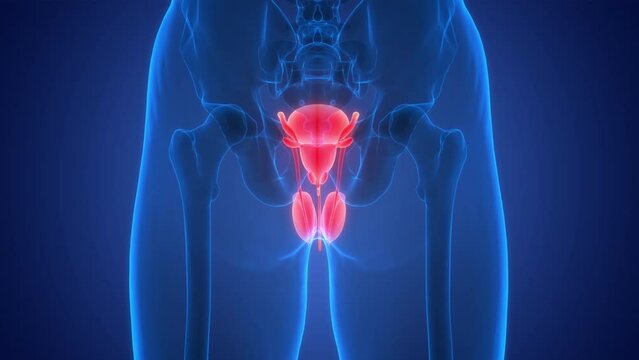 Male Reproductive System Anatomy Animation Concept