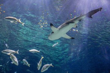 tiburones y peces de acuario