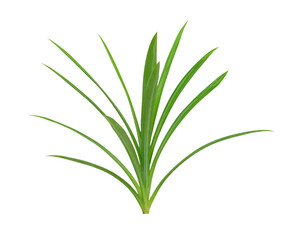 Pandanus Palm isolated on transparent png