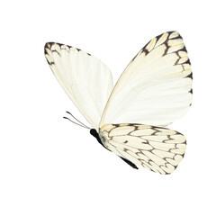 Fototapeta na wymiar white butterfly flying